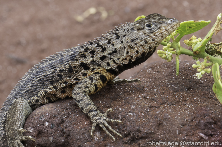 galapagos